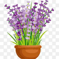 紫花园林植物喷绘