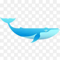 世界海洋日蓝色须鲸