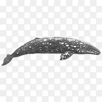 一只灰色座头鲸海洋生物插图免抠