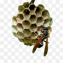 实物蜂窝蚂蜂
