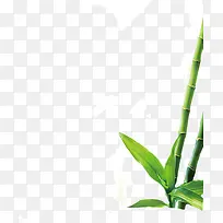 长长的绿竹子