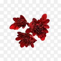 三朵红墨菊