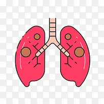 红色人体器官肺部