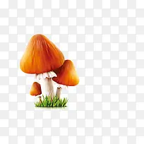 长在草地上的蘑菇