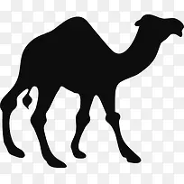 黑色的骆驼