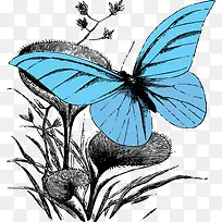 蓝色蝴蝶采花蜜插图矢量图