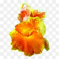 美人蕉花