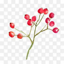 手绘水彩植物花卉小红果