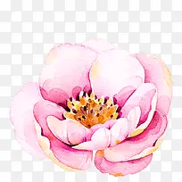 水彩手绘粉色好看的花
