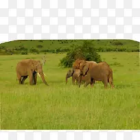 大象在草原