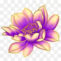 紫色睡莲花儿
