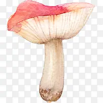水彩菌类蘑菇