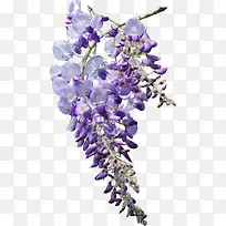 紫色花朵团簇可爱