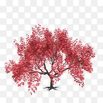 一棵盛开红色叶子树木