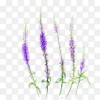 紫色狗尾草手绘花