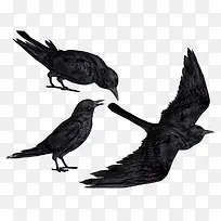 黑色乌鸦在空中觅食