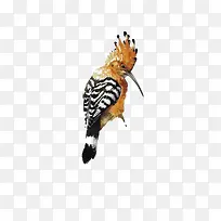 水彩手绘啄木鸟