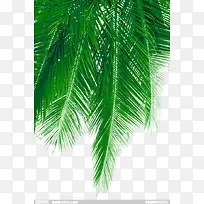 清新椰子树叶图片素材