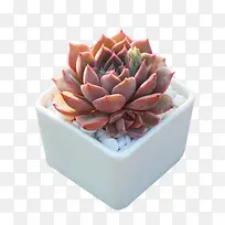 植物 玫瑰夫人多肉 观音莲