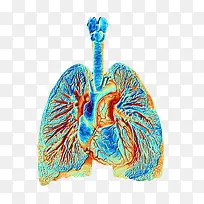 肺部血管彩色插画