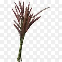 一束狗尾巴草