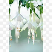 垂落的白色铃兰花朵
