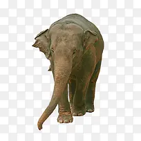 威严动物非洲大象