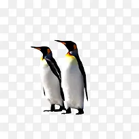 两只企鹅高清