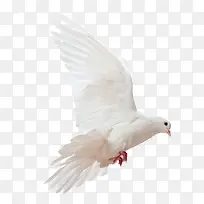 展翅飞翔的白色鸽子