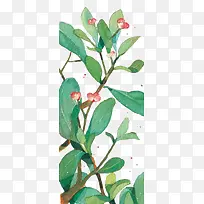 手绘植物