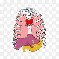 肺部肾脏爱心卡通画