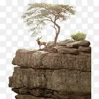 巨石大树长颈鹿