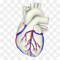 人体心脏动静脉血管分布