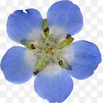 精美压花干花天蓝色花朵