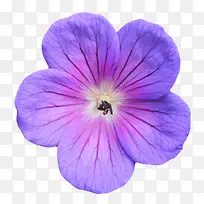 紫色植物带纹理的一朵大花实物