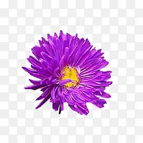 紫色墨菊图片素材