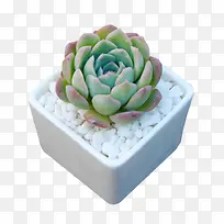 观音莲 多肉植物 莎莎女王盆栽