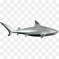 银色公牛鲨