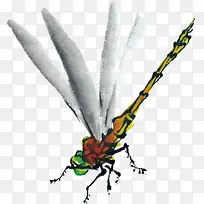水墨画昆虫蜻蜓