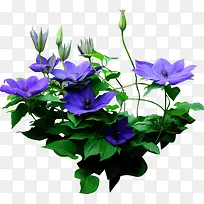 高清蓝色花朵