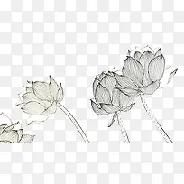 荷花莲花