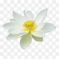 绽放白色黄色花蕊睡莲