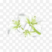 百合花素材