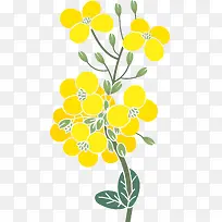油菜籽矢量卡通风格