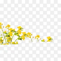 手绘水彩花卉插图清新黄色油菜花
