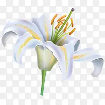 向着太阳的百合花