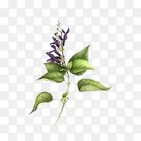 紫色花串