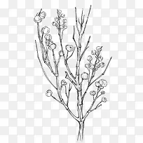 手绘药草线稿10