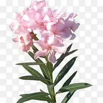 创意花草图片水彩花草