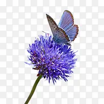 停在紫色的花上的蝴蝶